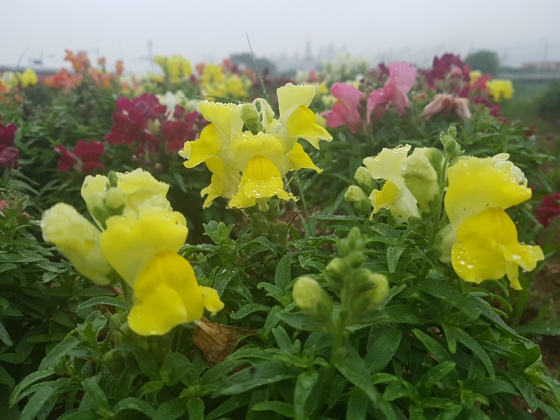 하루 만보 걷기