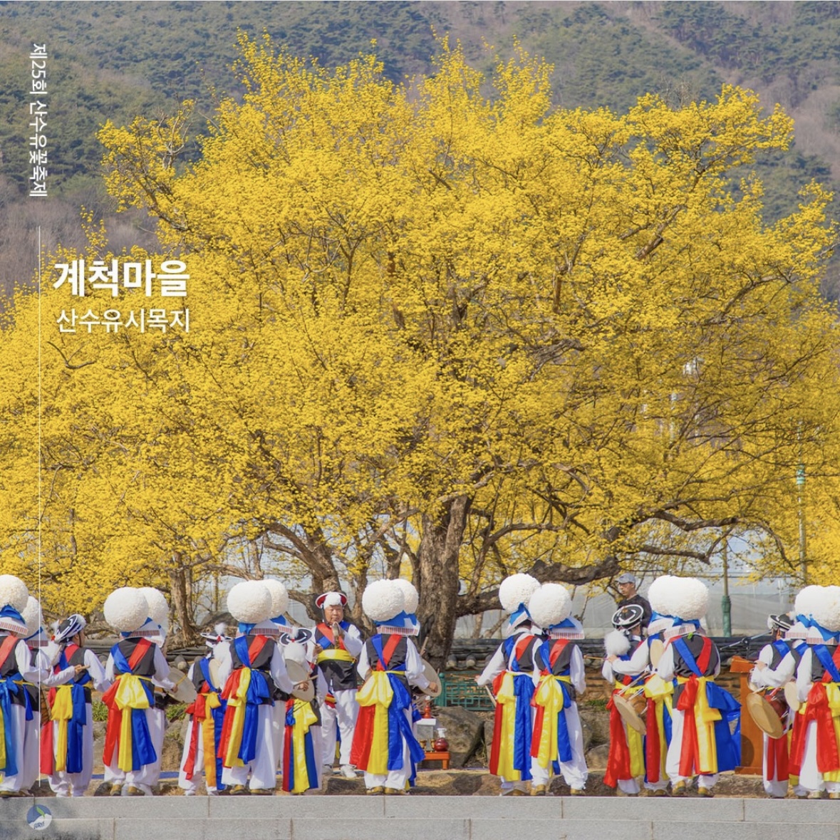 구례 산수유축제