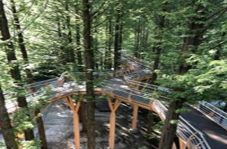 당일치기/가을/힐링/여행/대전/장태산자연휴양림/메타세쿼이아/스카이워크 