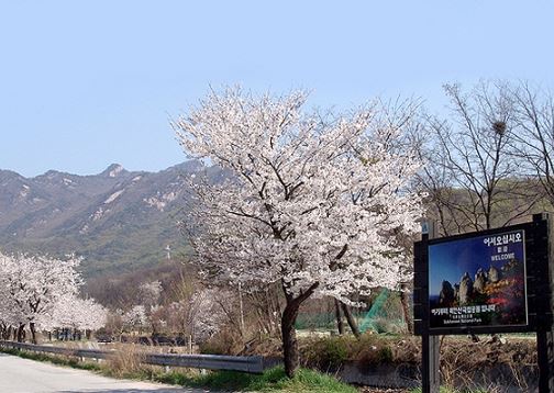 양주 벚꽃