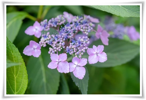 "산수국" 아름다운 매력을 한껏 간직하고 있는 여름 대표 꽃!