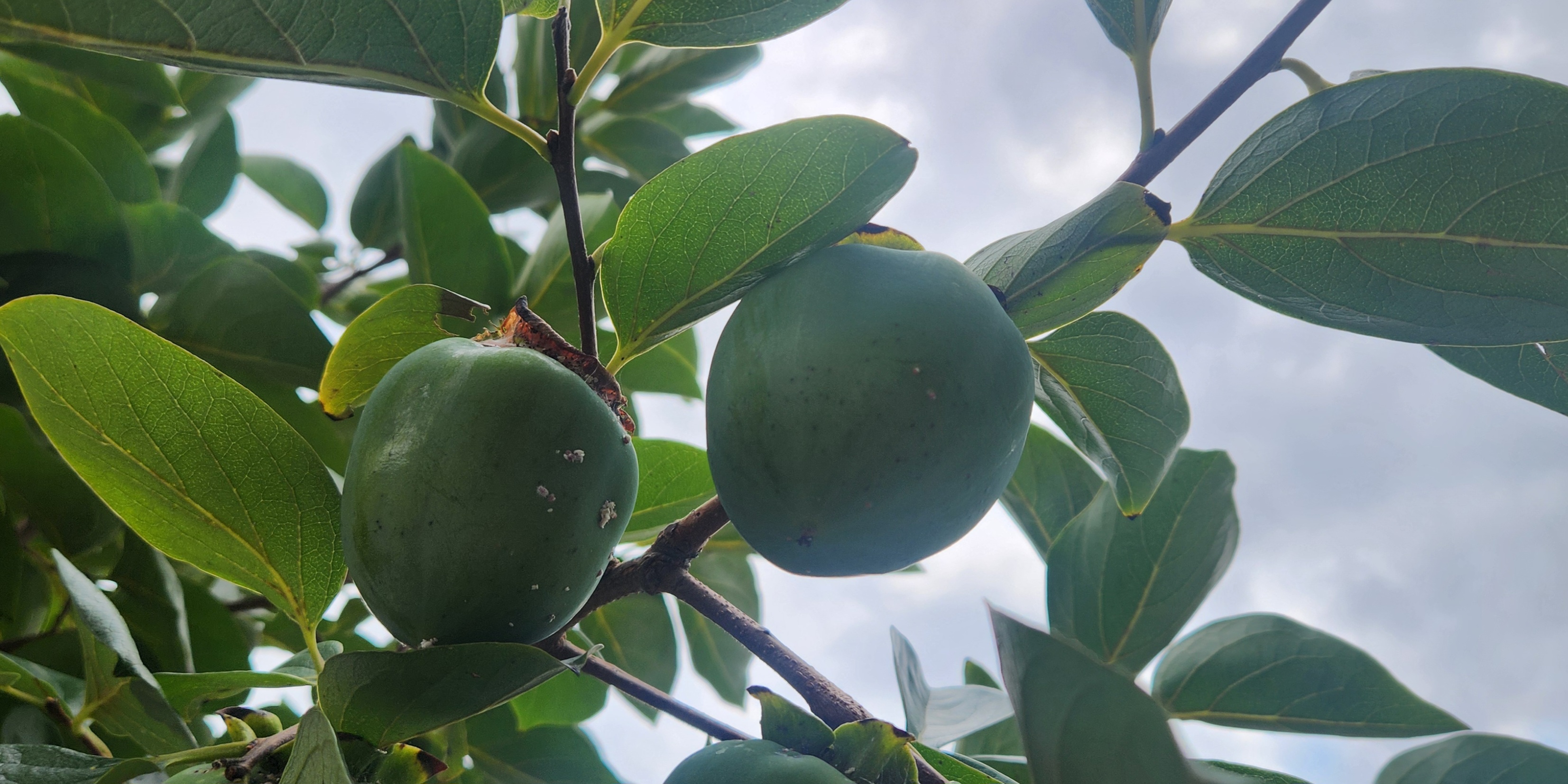감나무에 달린 덜 익은 풋감(청감)