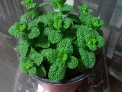 가을에 피는 꽃 종류 애플민트