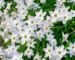 향기별꽃 이미지 사진