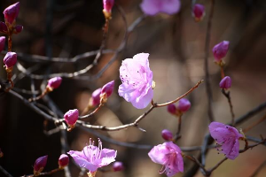 산청 황매산 철쭉축제