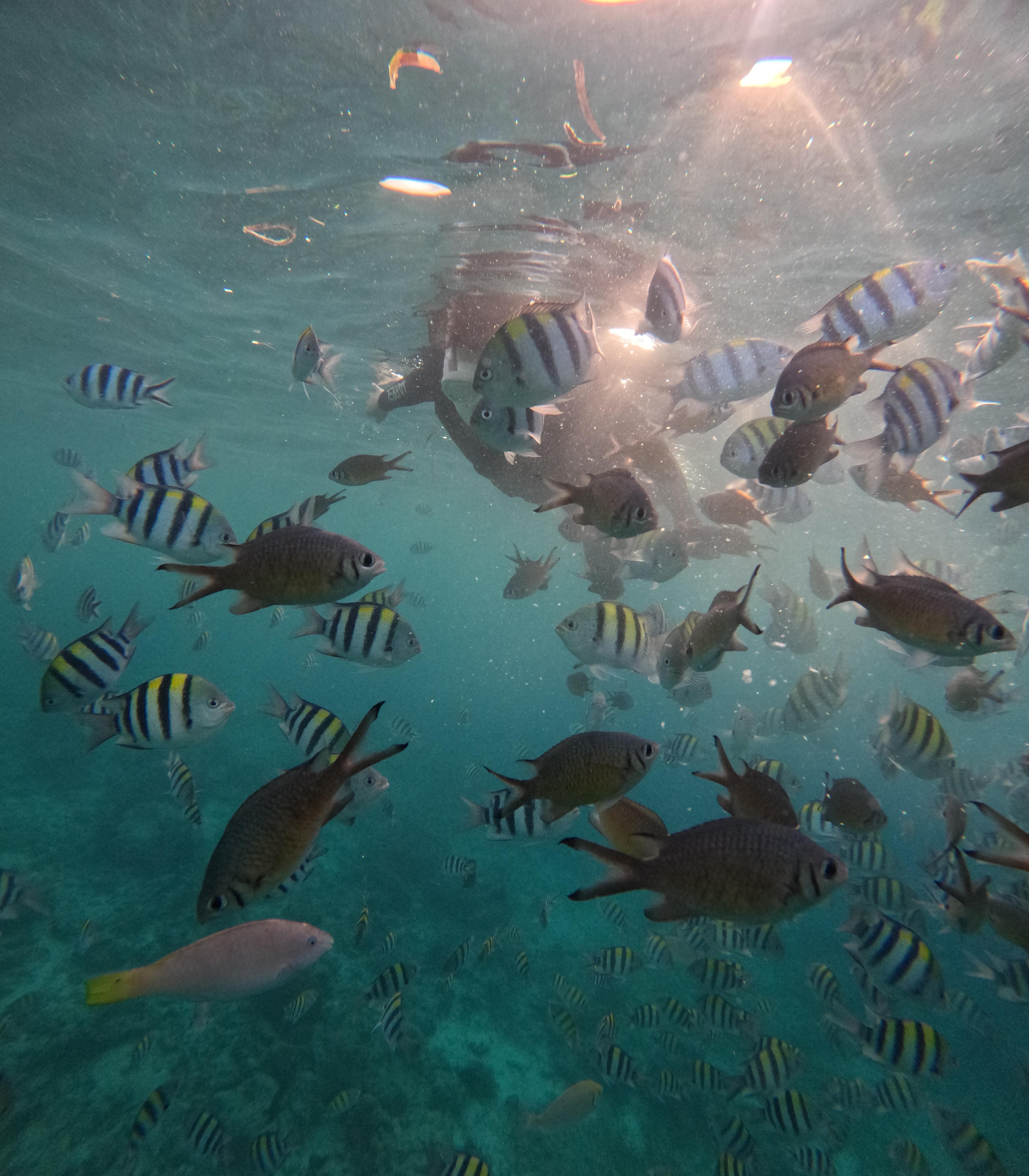 세부 호핑투어 추천 한바다 호핑