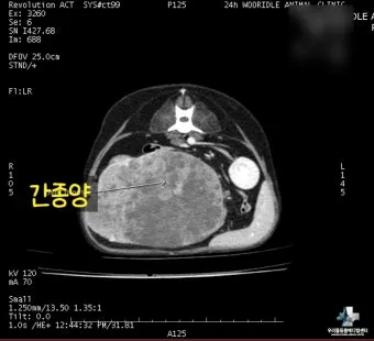 강아지 췌장암 증상 진단 치료법 안내_21