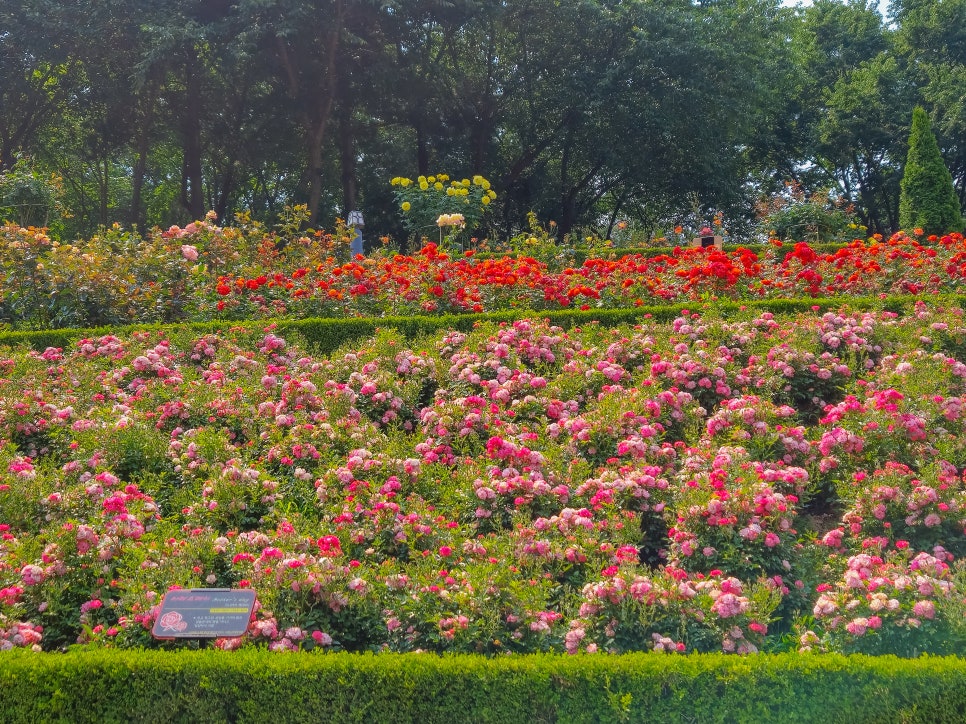 백만송이 장미축제