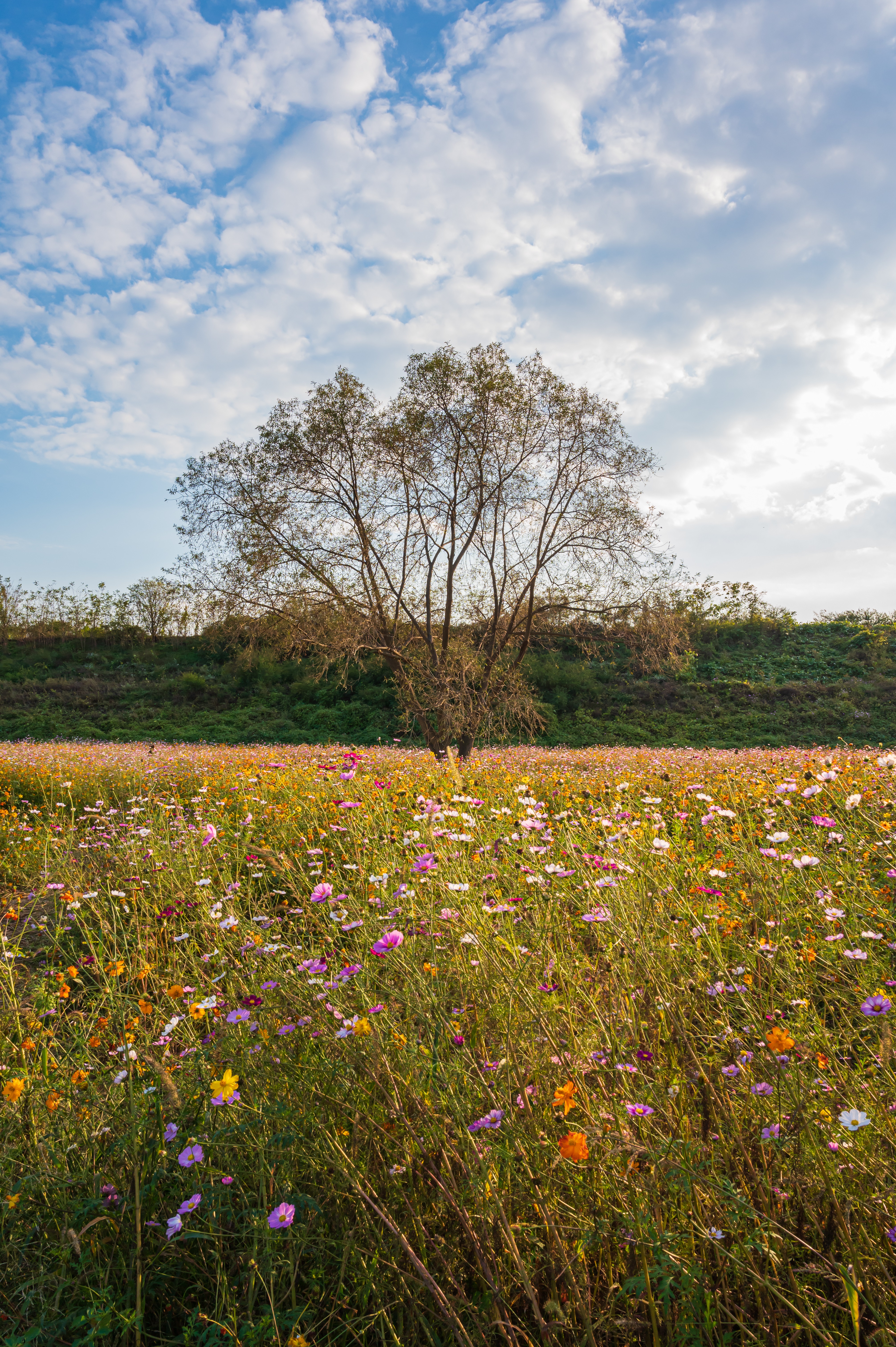  코스모스 만개 &amp;#39;세종 숲뜰근린공원&amp;#39;