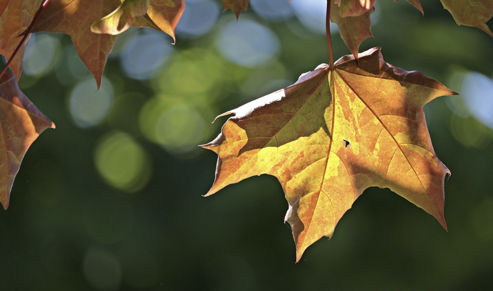 2024년 단풍 절정시기