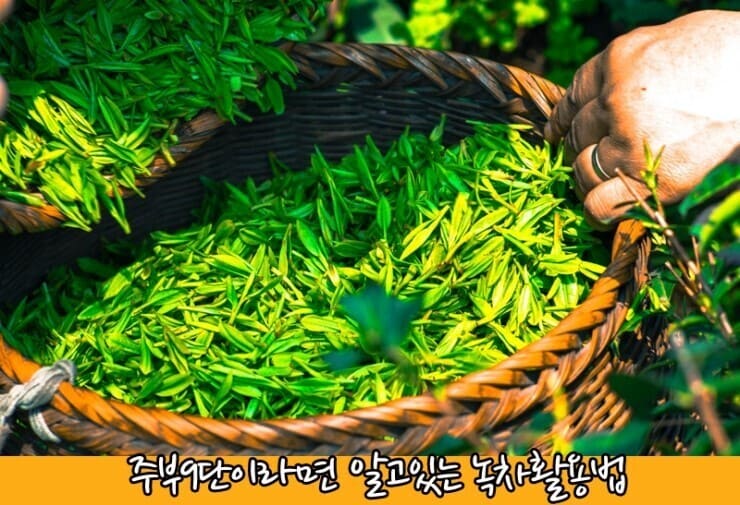 바구니에-수확하는-녹차잎