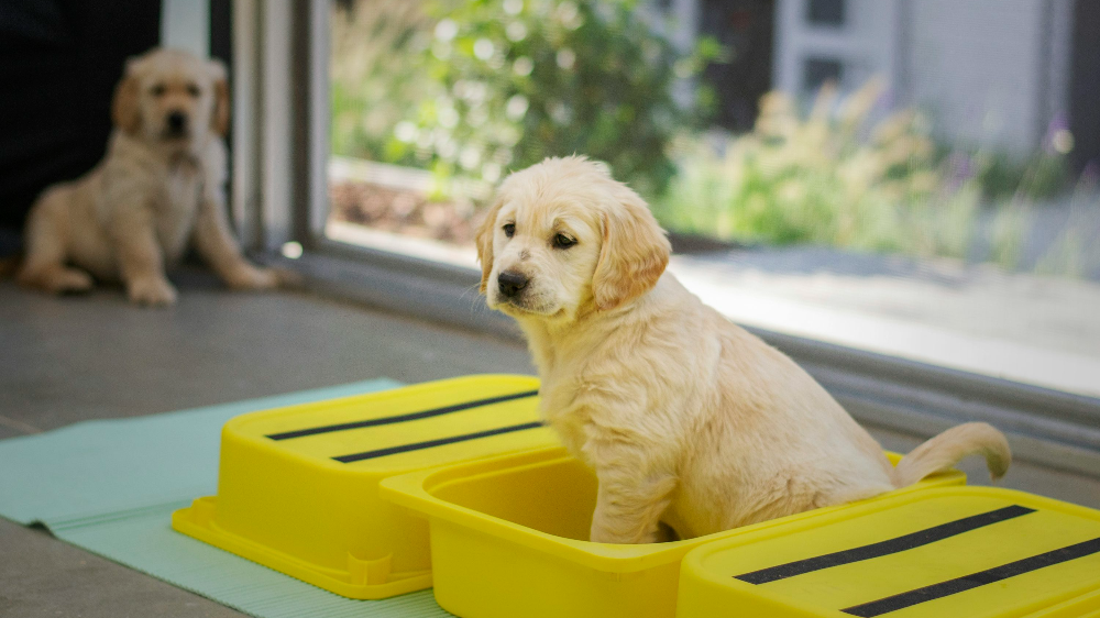 강아지 요관결석 수술, 제거술 증상 원인과 치료 방법, 예방법