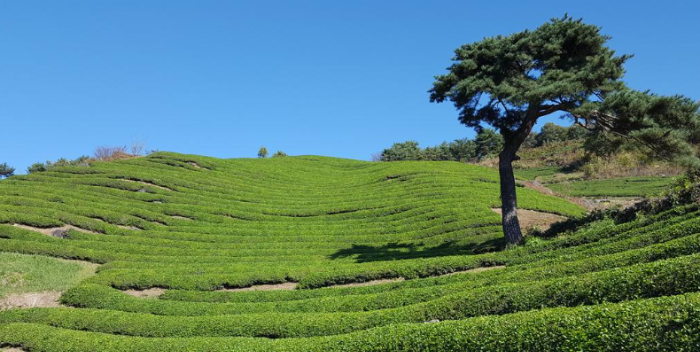 화개동천 야생차밭