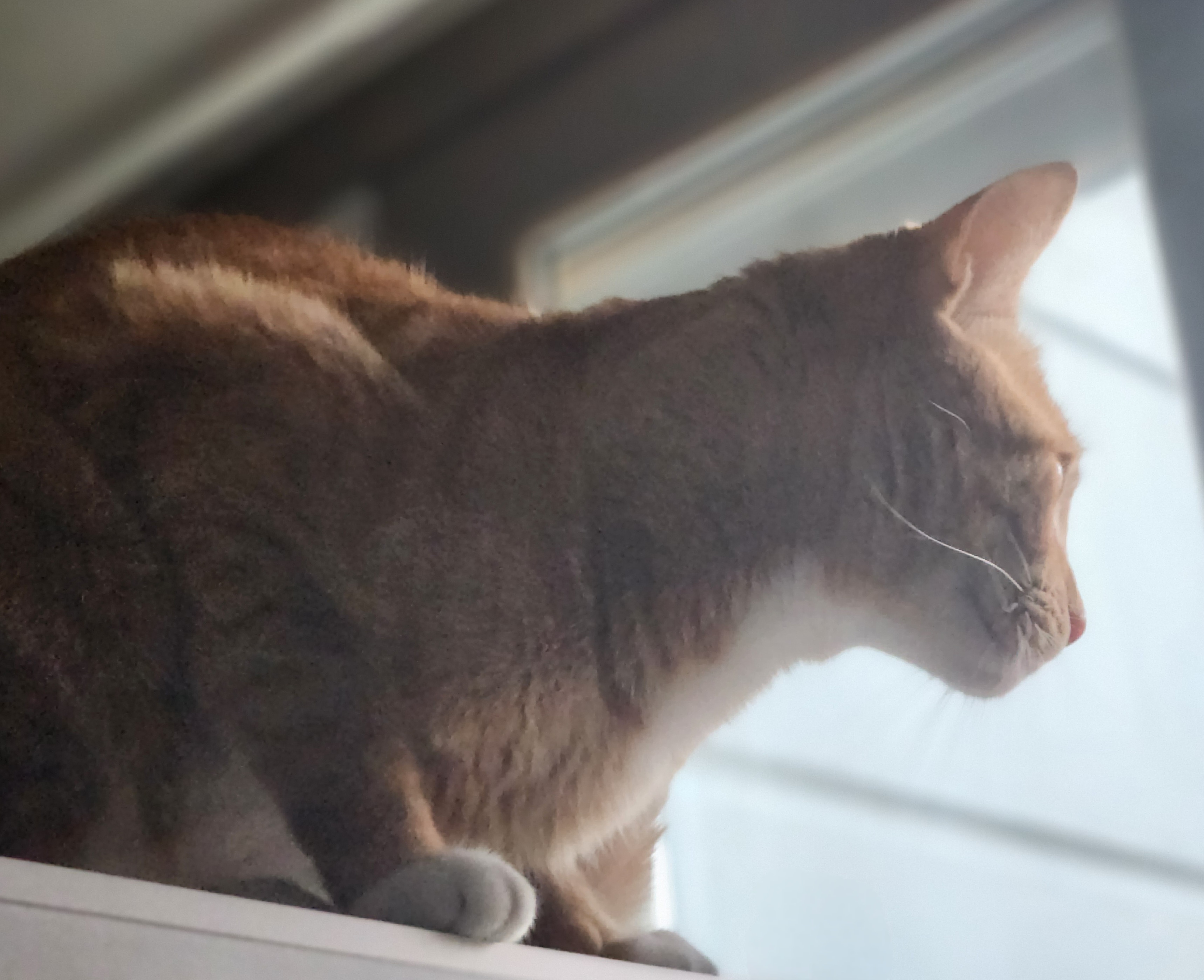 고양이 심장사상충약 바르는 법