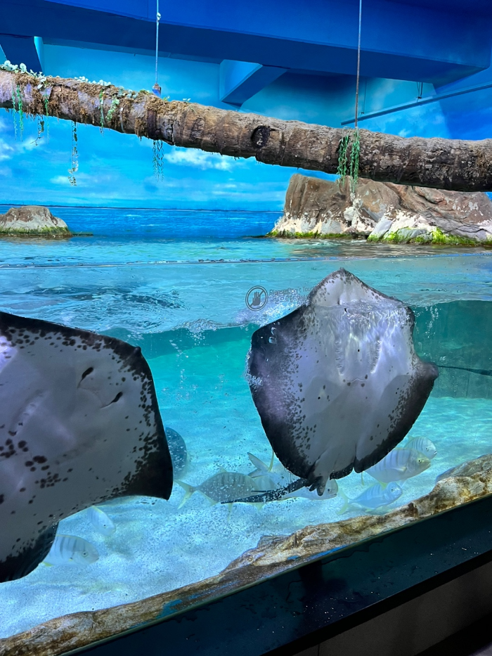 첨벙첨벙 가오리 2