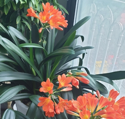 겨울 꽃 군자란