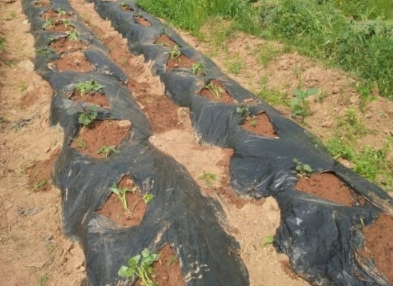 고구마 모종심기