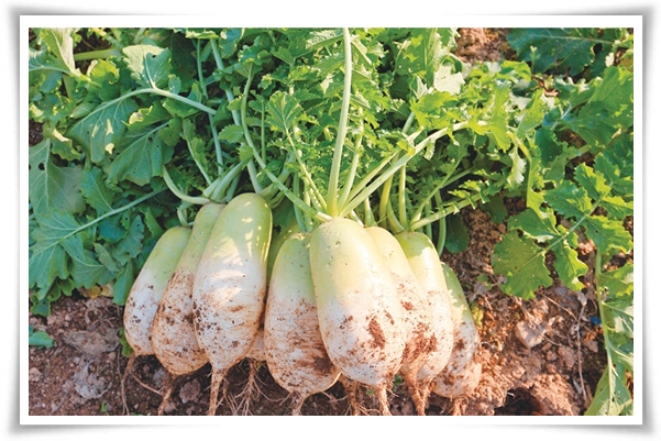 &quot;10월에 심기 좋은 작물 추천&quot; 10월, 새로운 계절을 준비하는 시간...