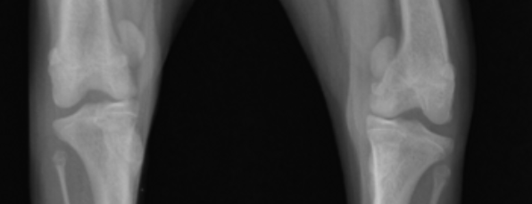 강아지 슬개골 탈구&amp;#44; 단계별 심화 증상과 우리 아이의 고통 신호