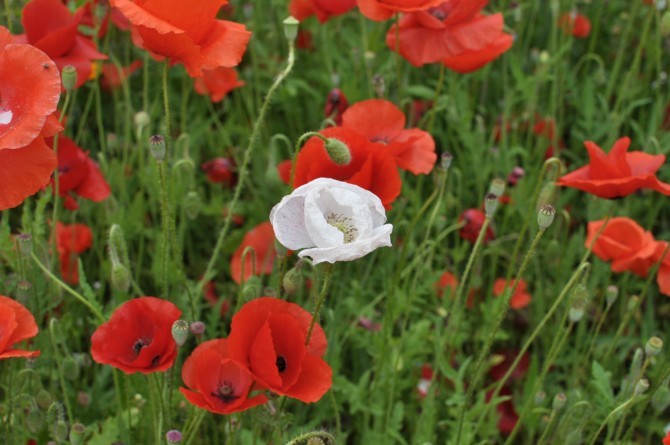 개양귀비 양귀비 구별 법 비교
