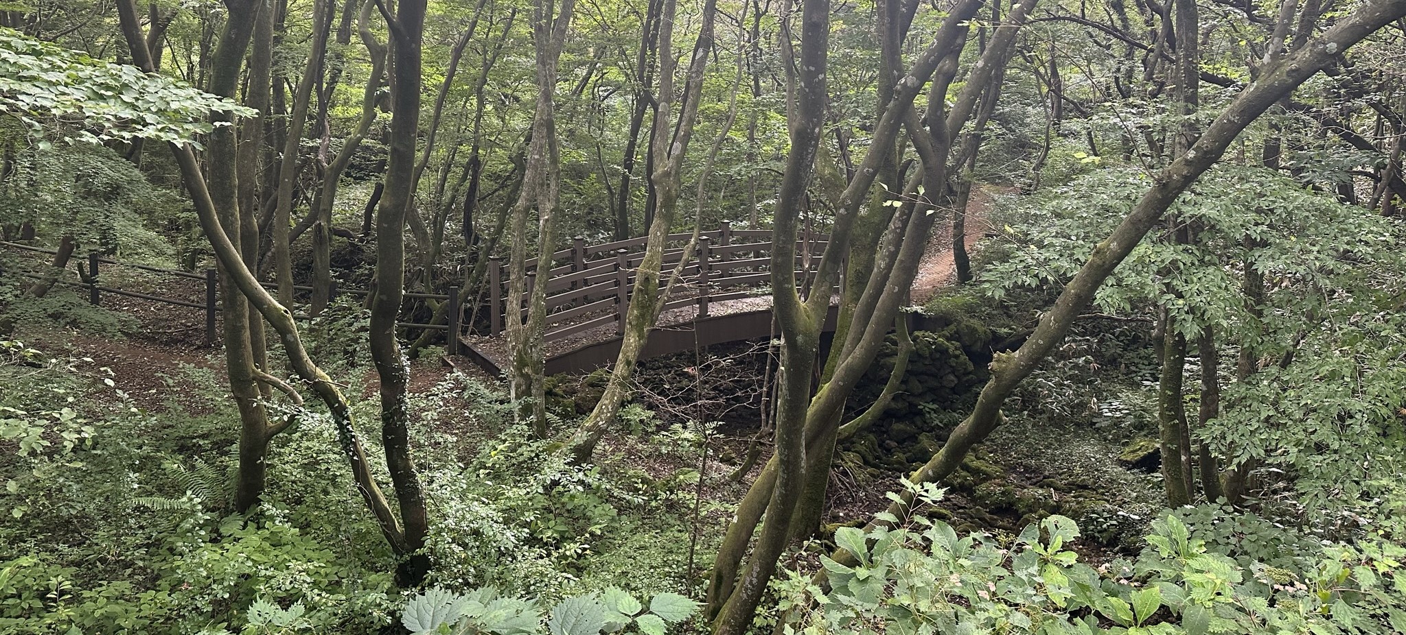 한라생태숲 산책로