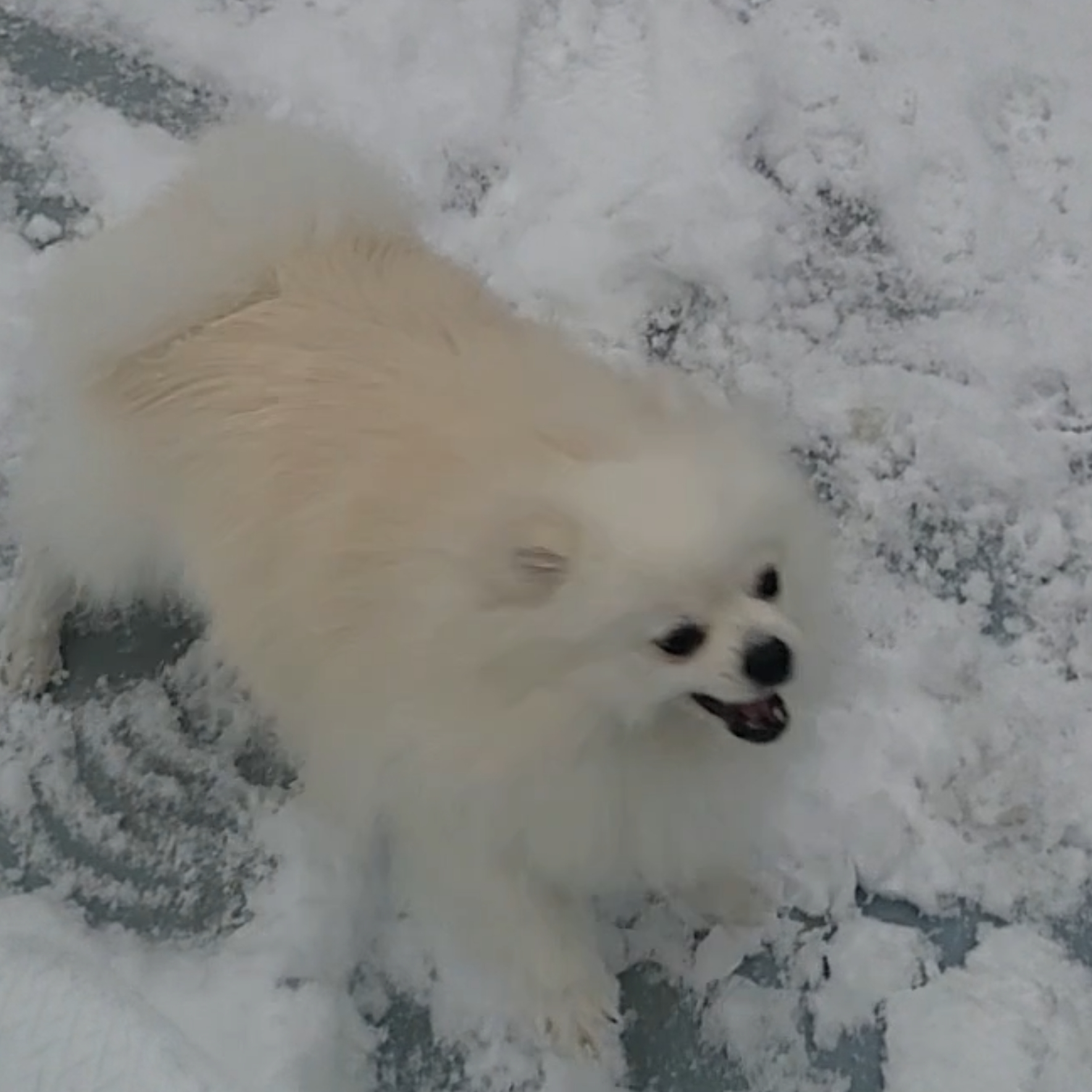 염화칼슘 밟고 화난 하콩