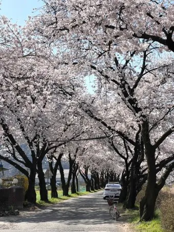 벚꽃 명소 추천 축제 유명한곳_7