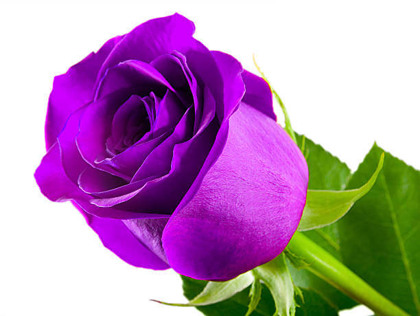 이 이미지는 1월 12일 탄생화 장미 꽃말 생일 선물하기에 대한 포스팅의 참고 사진입니다.