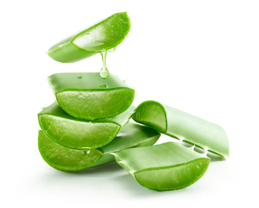 알로에 베라