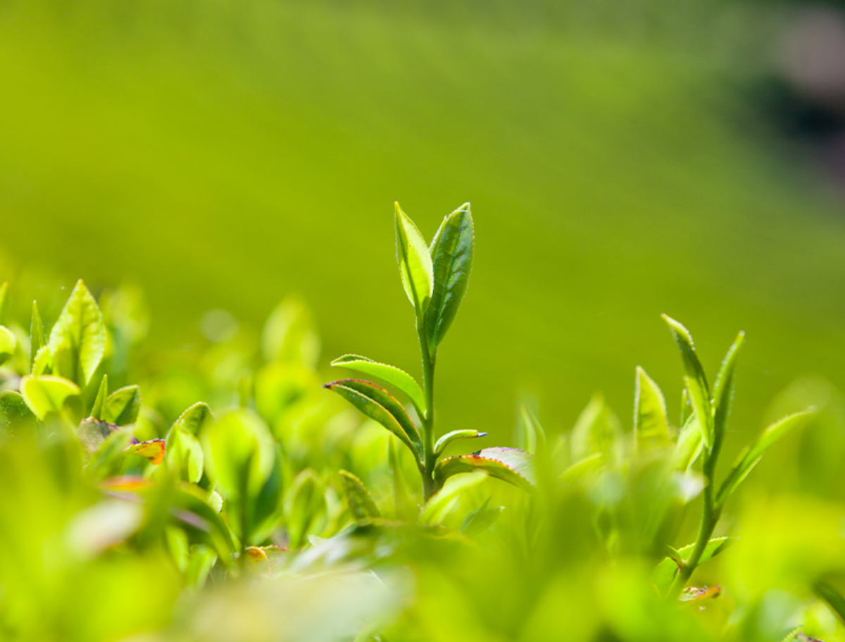 ์ฝ๋ ์ฌ๋ก์ง์ปท ๋นจ๊ฐํต ๋ค์ด์ดํธ ์ฑ๋ถ