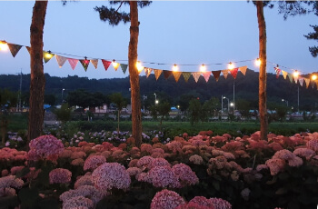 공주 수국축제 유구 색동 수국 정원_11