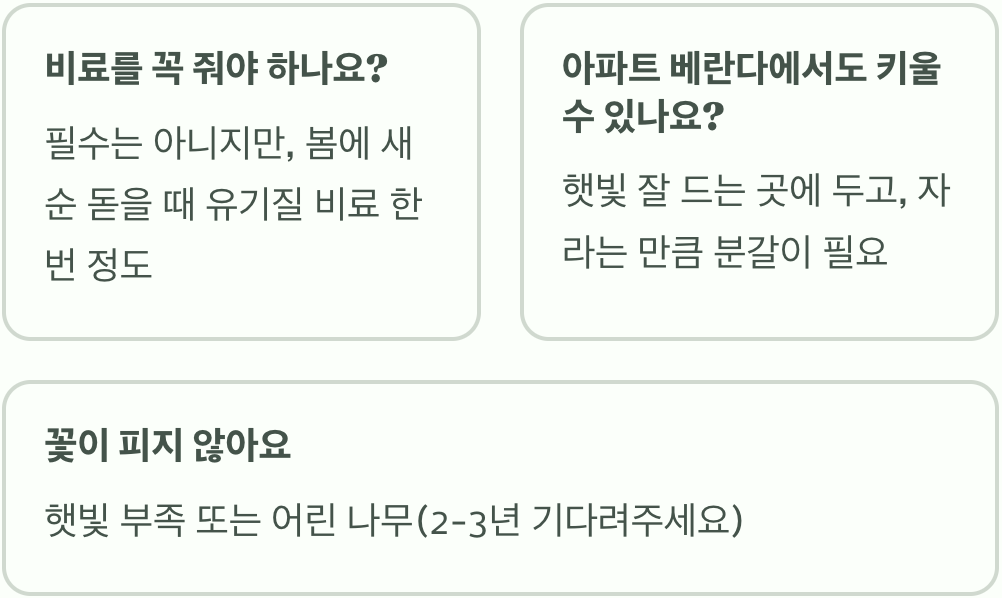 천리향보다 진한 향기! 실패 없는 은목서 나무 키우기 (모종 선택부터 가지_치기&amp;#44; 월동까지 A to Z)