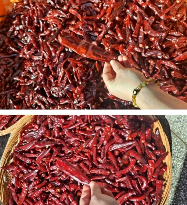 생생정보-영양-고추-삼막골농장