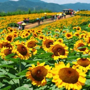 해바라기길 산책 시간 그늘 벤치 위치 휴식 포인트_26
