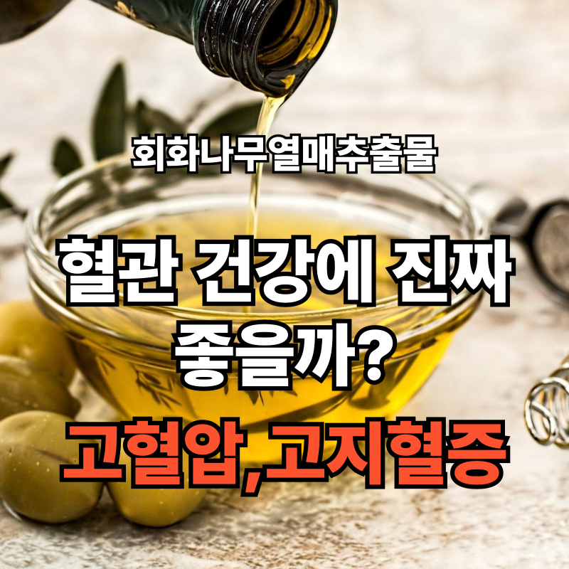 🌿 회화나무열매추출물 효능과 부작용, 혈관 건강에 진짜 좋을까?