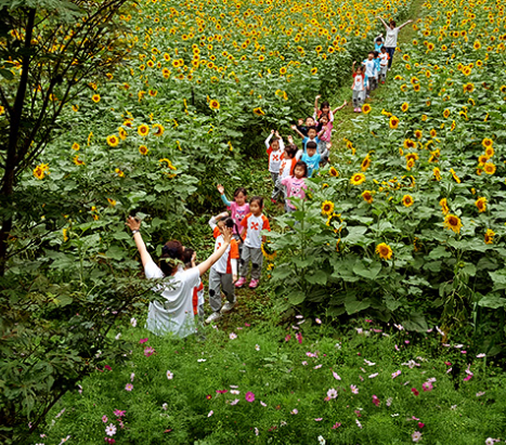 태백-해바라기-축제-이미지