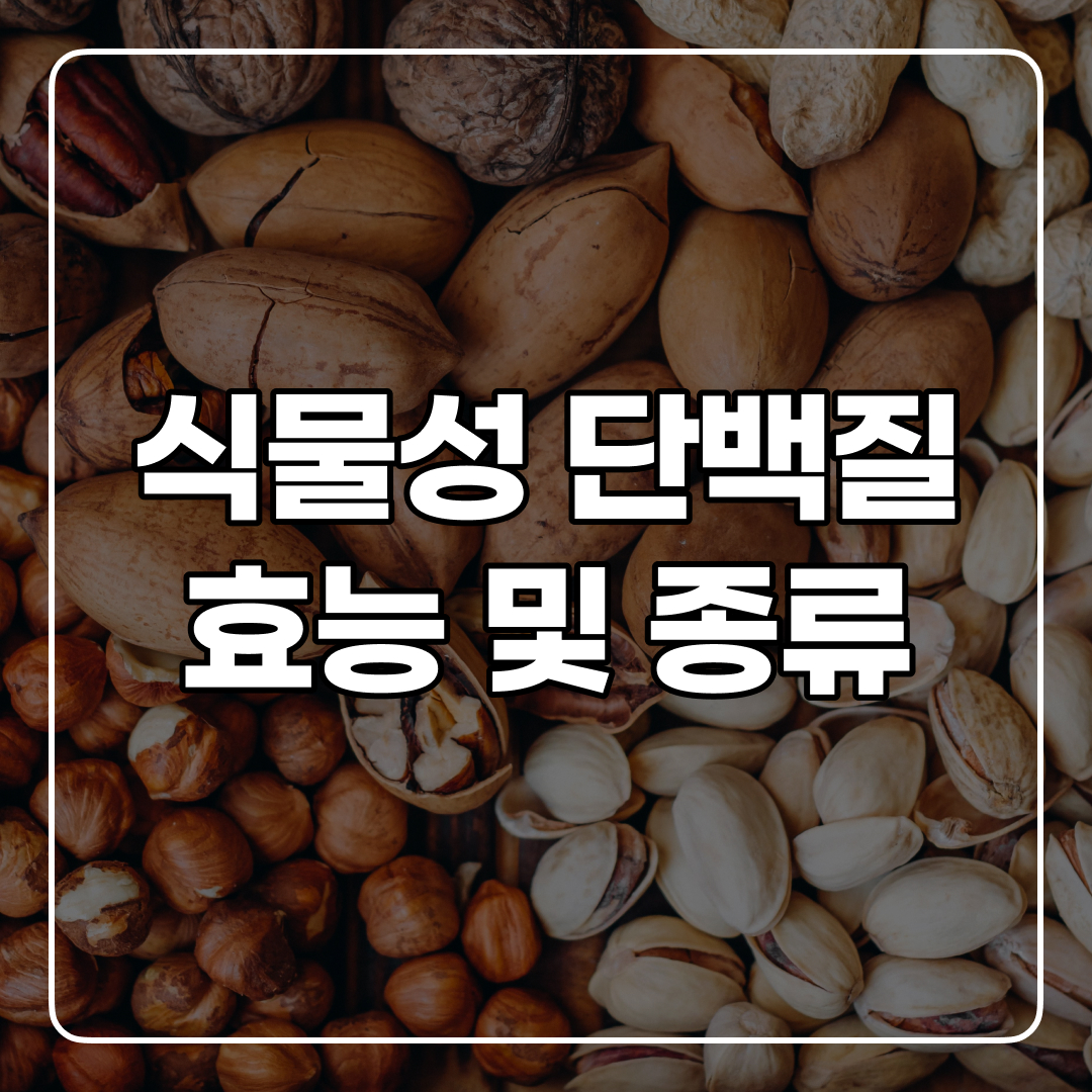 식물성 단백질 종류
