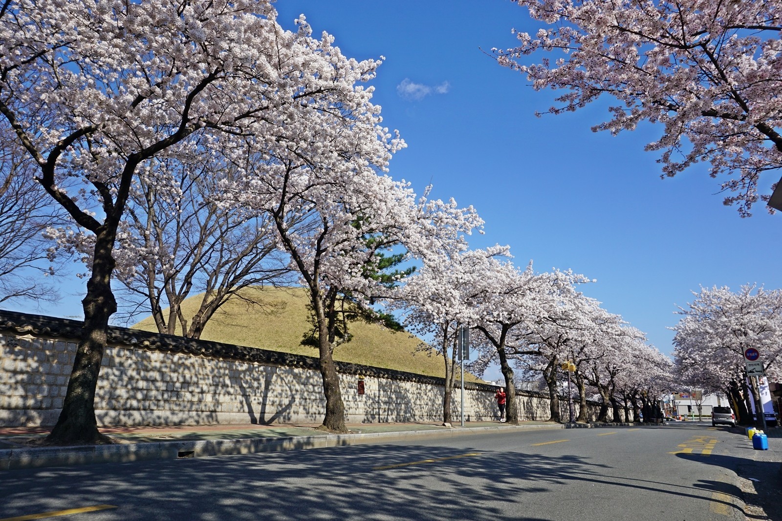 경주 대릉원 벚꽃 명소