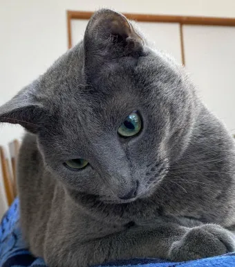 러시안블루 고양이 가격 믹스 수명 털빠짐_4