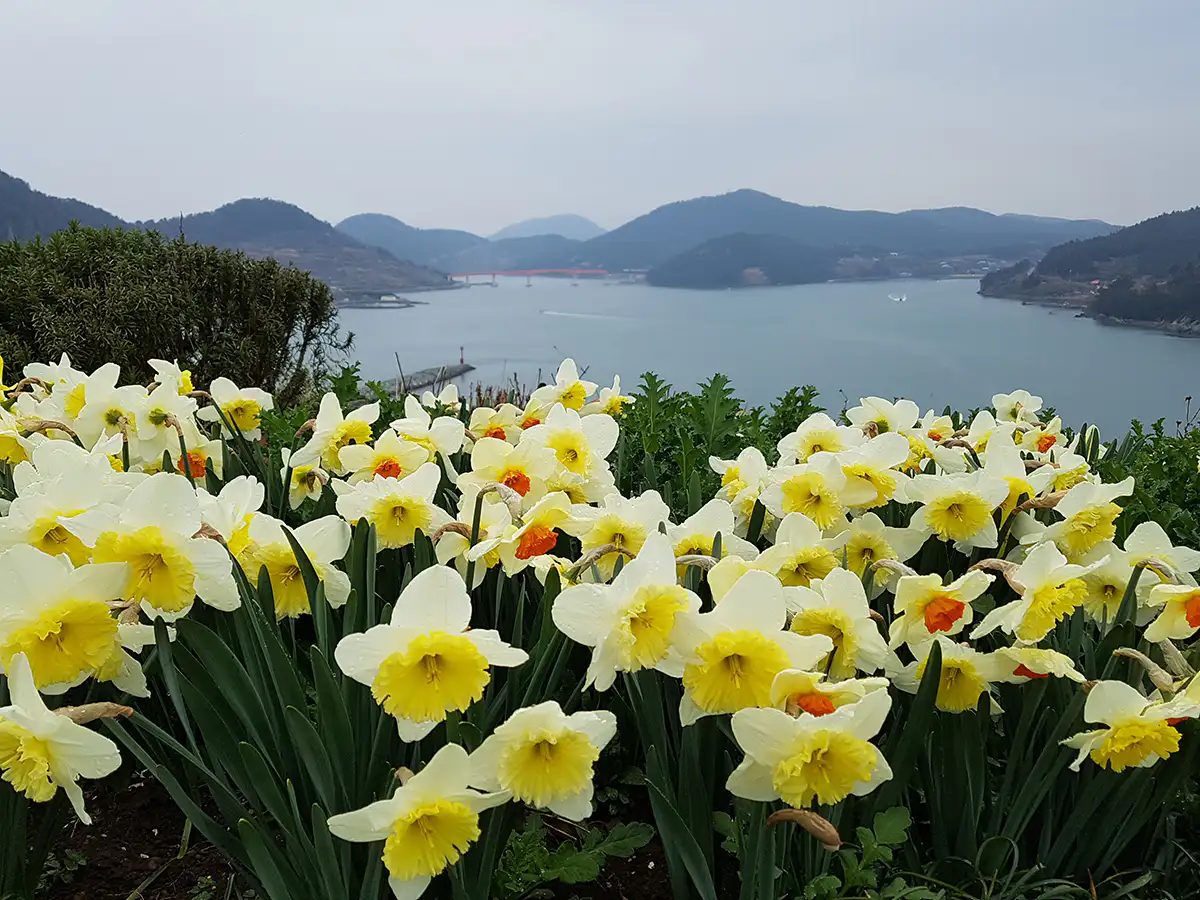 고흥 쑥섬 꽃밭