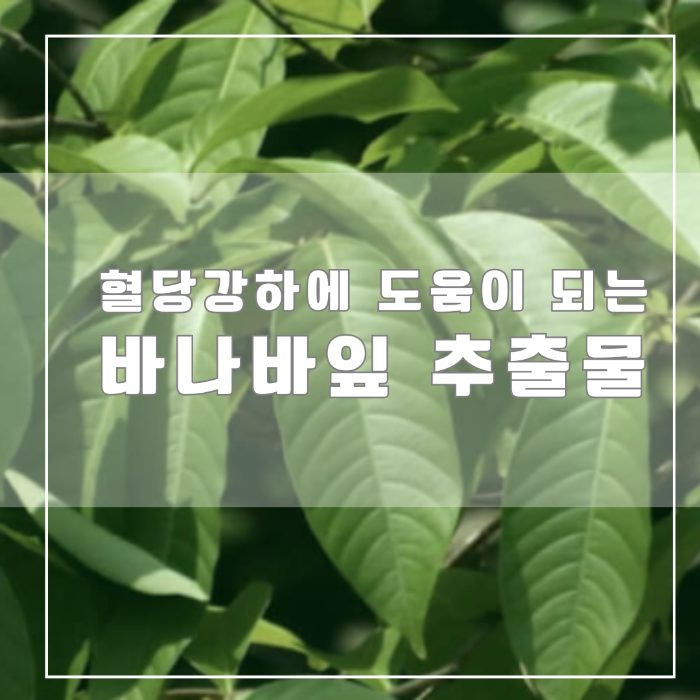 바나바잎 추출물