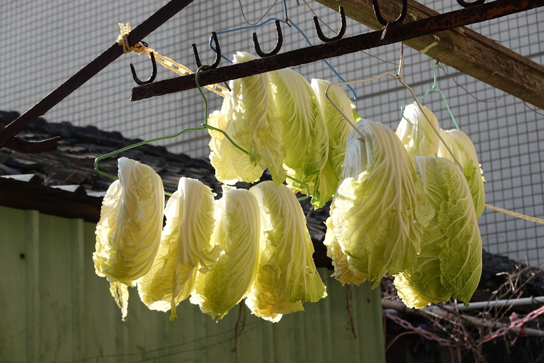Spring cabbage