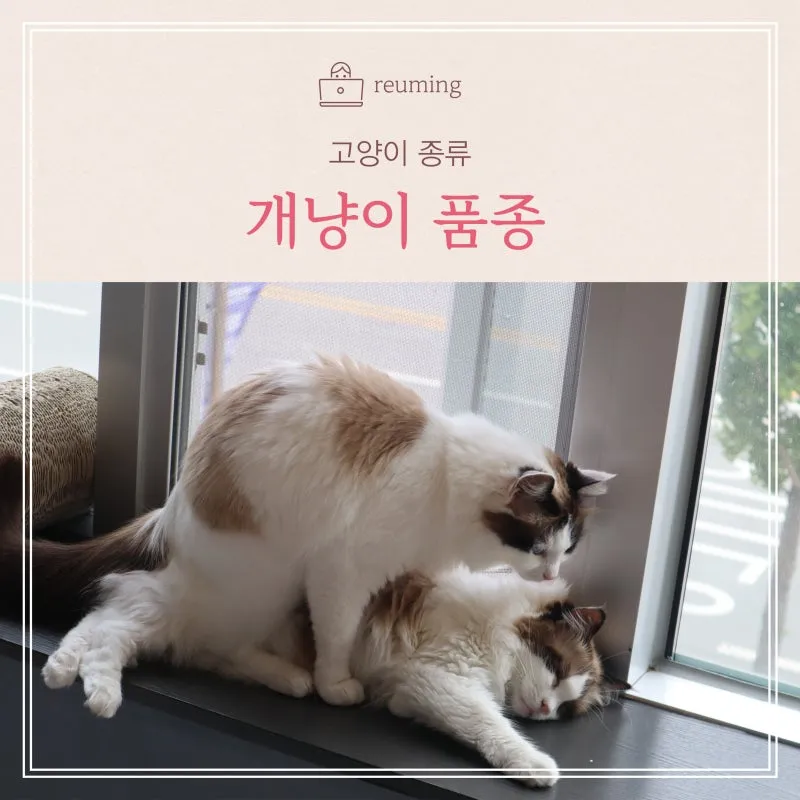 &amp;quot;개냥이