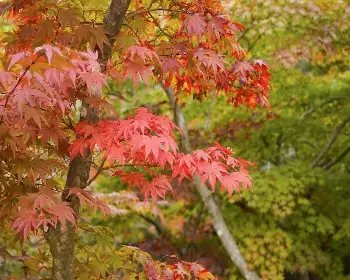 내장산 단풍_7