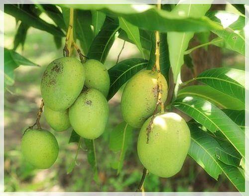 망고 나무 그린망고