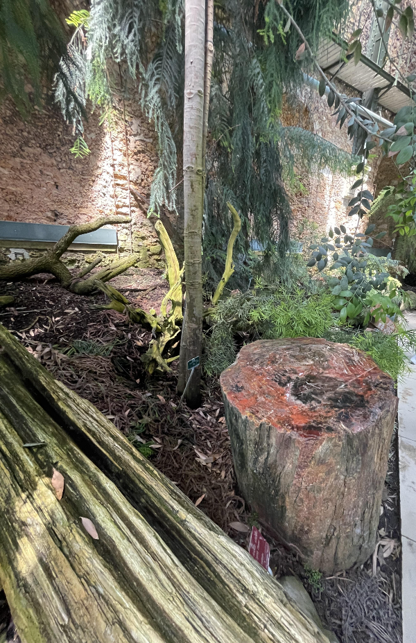 Serre de l&amp;#39;Histoire Des Plantes