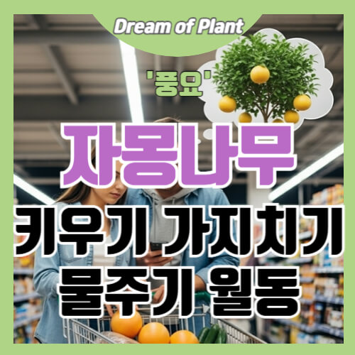 자몽나무 키우기 썸네일 이미지