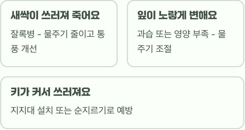 금어초 키우기 씨앗 파종부터 꽃 피우기까지 A to Z