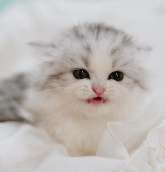 고양이 식욕저하, 근육경련의 원인 볼드모트 사료