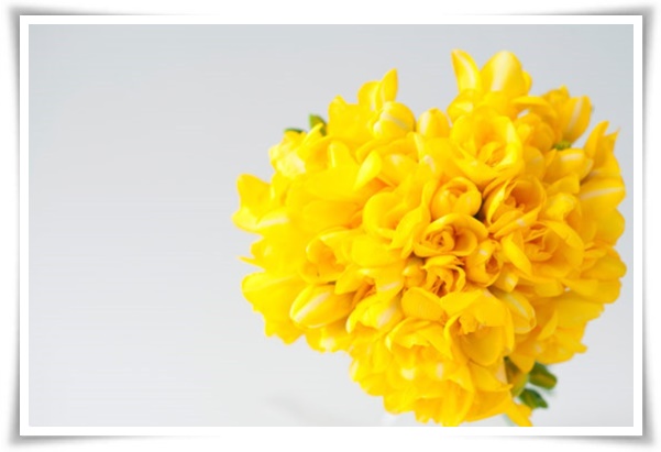 "프리지아" 봄을 알리는 황금빛 향기, 그 매력과 재배의 모든 것!